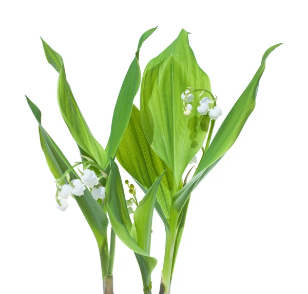 Szára lily-of-a-völgy (convallaria majalis), elszigetelt w — Stock Fotó