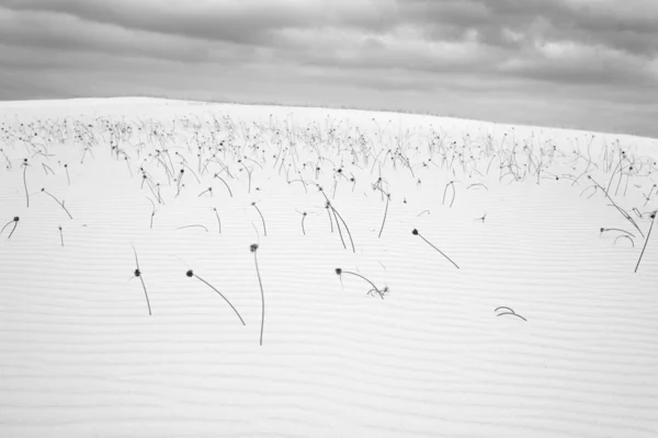 Torra växter i sanddyner — Stockfoto