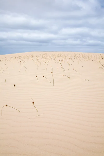 干燥植物的沙丘 — 图库照片