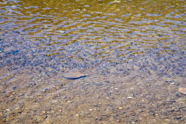 Małe ryby w płytkiej wodzie, natura — Zdjęcie stockowe