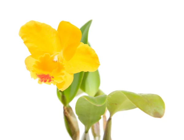 Helder gele cattleya orchid, geïsoleerd op wit — Stockfoto