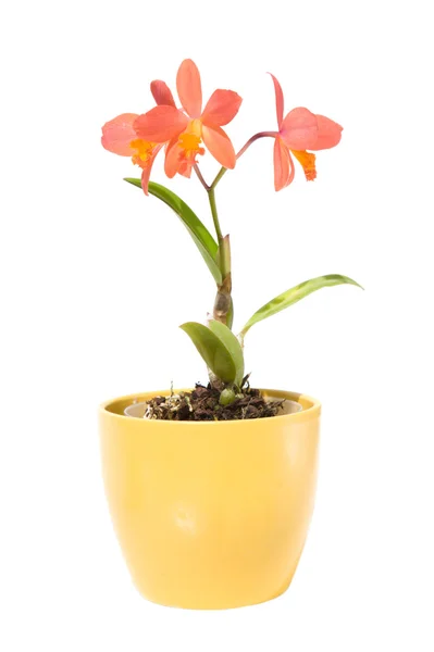 Mały jasny pomarańczowy orchidea cattleya w garnku żółty, na tle — Zdjęcie stockowe