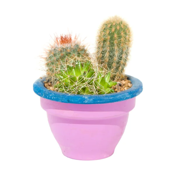 Arrangement of three cacti in a light lilac pot, isolated on whi — Stock Photo, Image