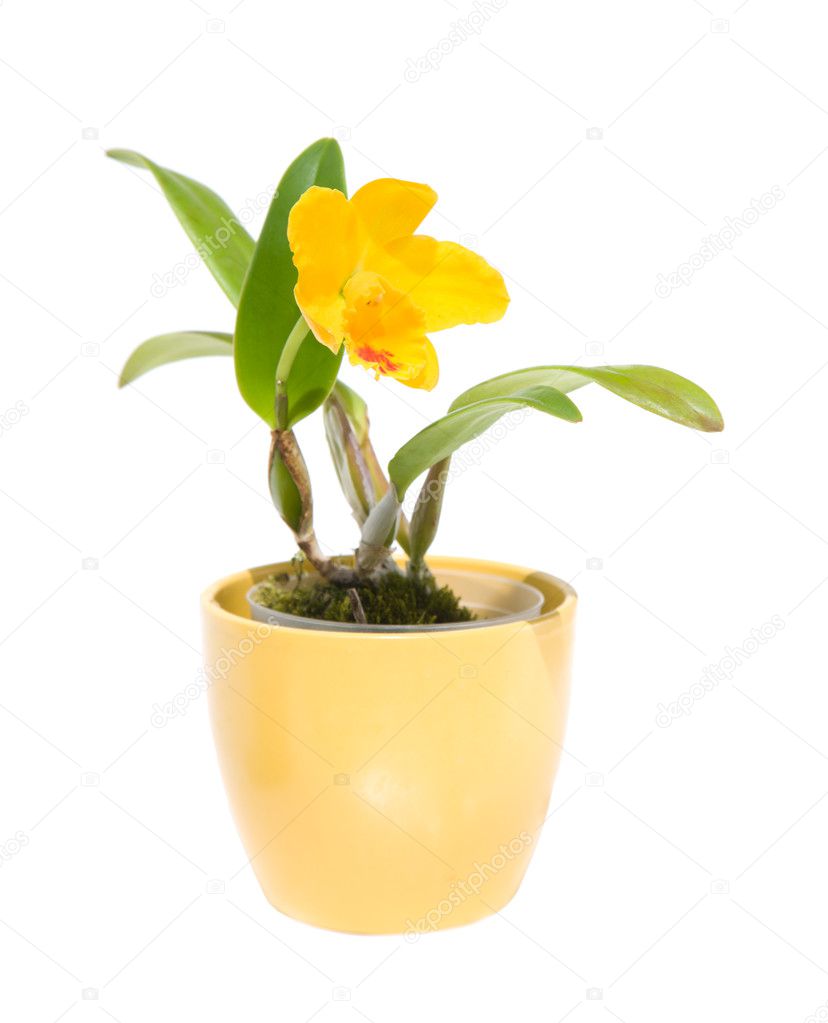 Small bright yellow Cattleya orchid in yellow pot, isolated on w