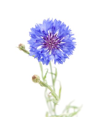 beyaz izole peygamberçiçeği (centaurea cyanus),