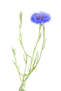 beyaz izole peygamberçiçeği (centaurea cyanus),