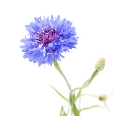 beyaz izole peygamberçiçeği (centaurea cyanus),