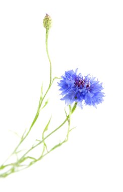 beyaz izole peygamberçiçeği (centaurea cyanus),