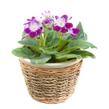 African violet ına rafya pot