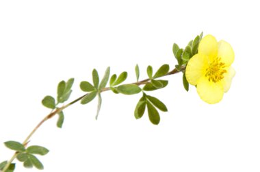 çalı kurtpençesi (dasiphora fruticosa, potentilla fruticosa, pentaphylloi