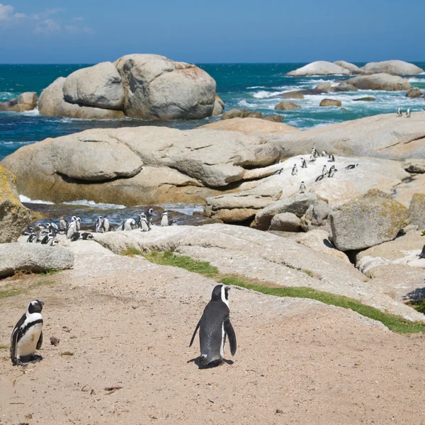 Colony of african penguins at natural resort "Boulders", South A — Stock Photo, Image