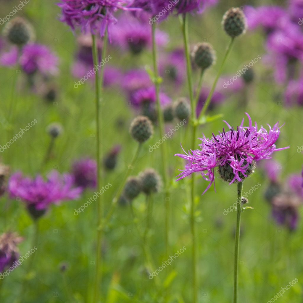 Common knapweed (Centaurea nigra, lesser knapweed ,black knapwee ...