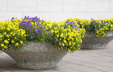 Urban beautification - pansies in stone containers clipart