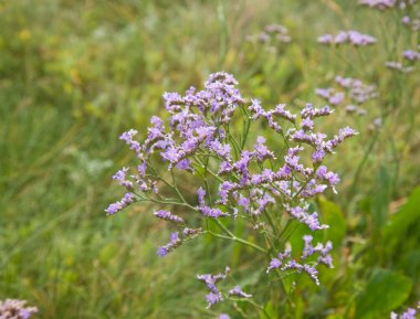 Limonium binervosum, common name the Rock Sea Lavender clipart