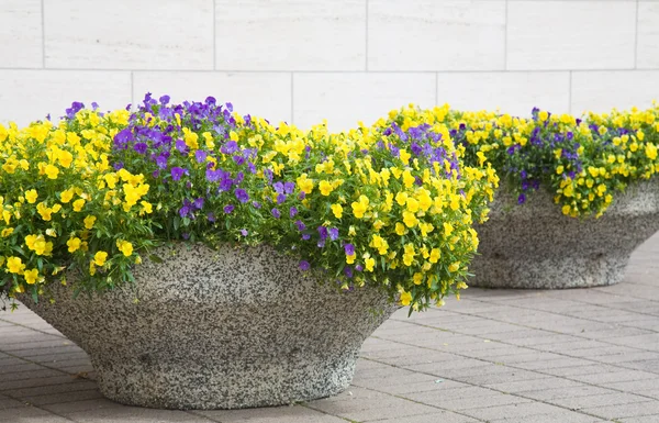 stock image Urban beautification - pansies in stone containers