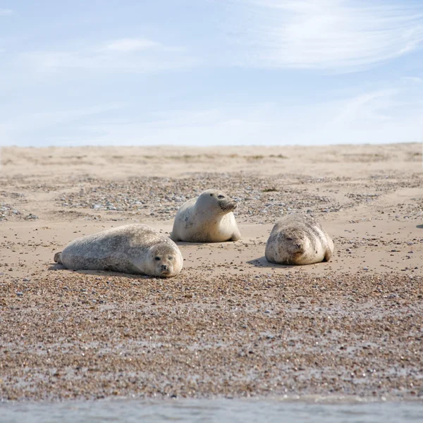 Common Seal, Phoca vitulina, в Блэкни Пойнт, Норфолк — стоковое фото