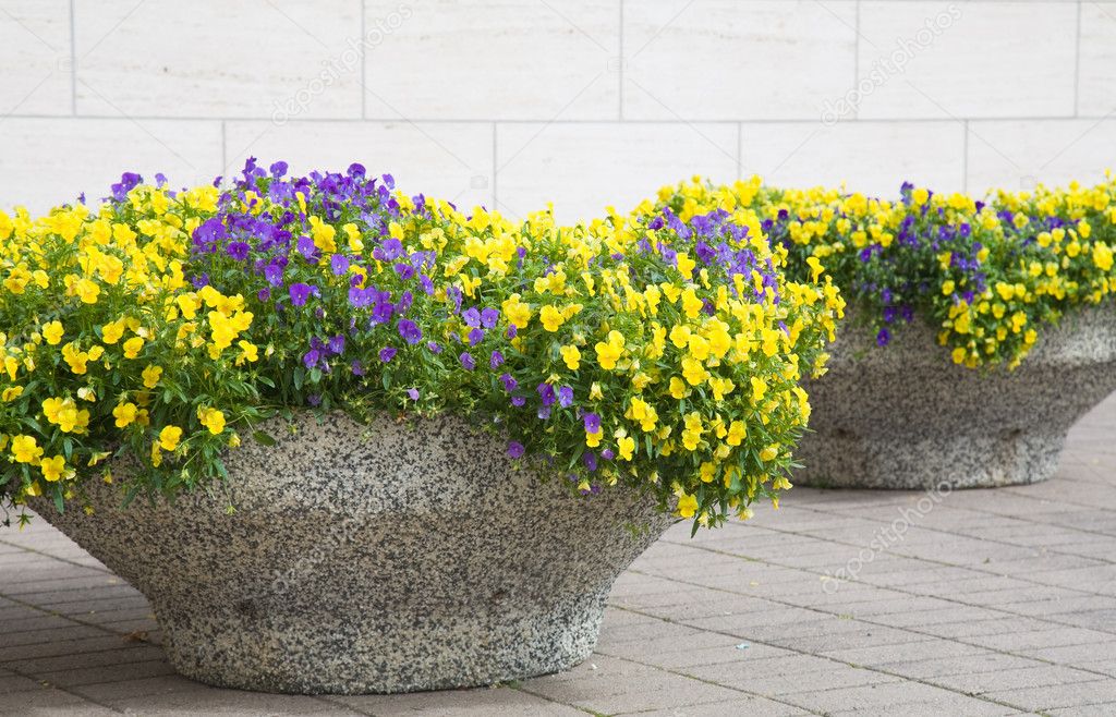 Urban beautification - pansies in stone containers