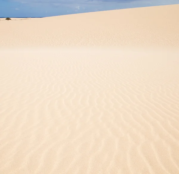 Fuerteventura; Corralejos sanddyner naturpark — Stockfoto