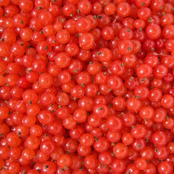 stock image Freshly picked redcurrant, sunlight