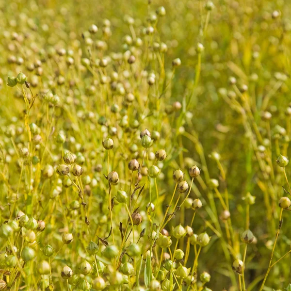 Flax field — Stock Photo, Image