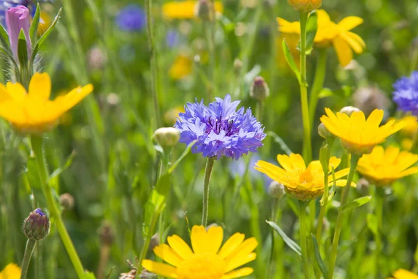 Summer background with cornflowers and corn marigolds — Stock Photo, Image