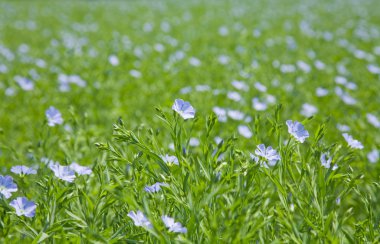 Keten bitki (Linum usitatissimum)