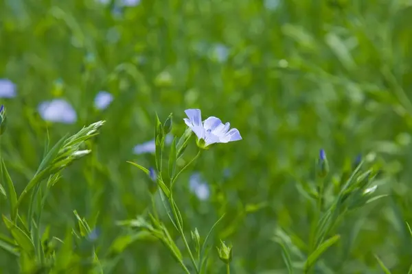 Flax plant (Linum usitatissimum) — Stock Photo, Image