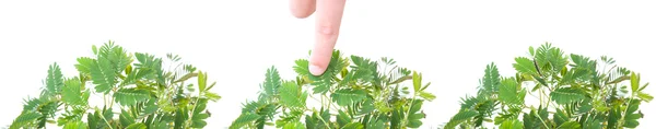 Mimosa pudica (Sensitive Plant) — Stock Photo, Image