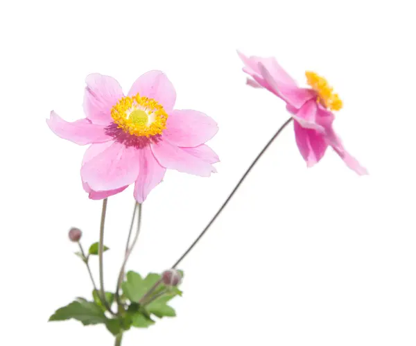 Pink japanese anemone — Stock Photo, Image