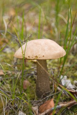 Huş ağacı bolete