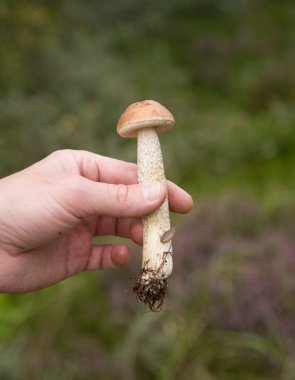 taze genç meyve gövdesini huş bolete erkek eline aldı