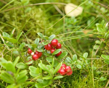 vaccinium vitis-idaea, olgun meyve İsveç kirazı