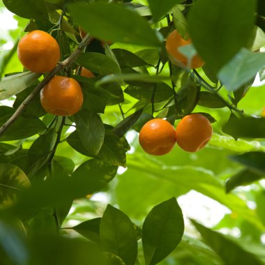 Satsumas ripening in branches clipart