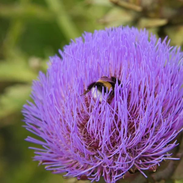 Bumblebee on artichoke flower — Stock Photo, Image