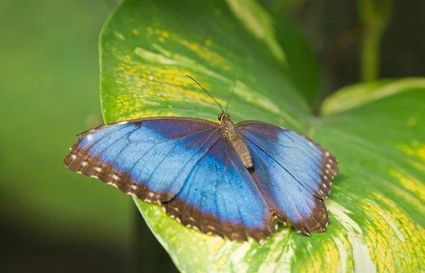 Morpho peleides papillon — Photo