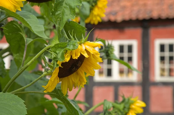 Соняшник перед ld котедж, Данія — стокове фото