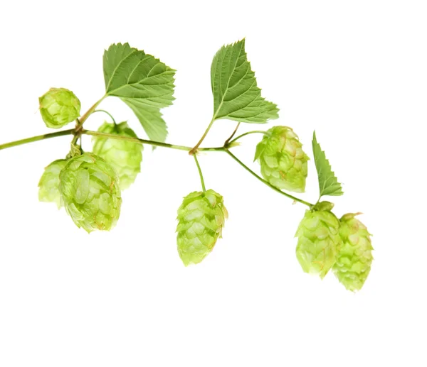 stock image Hop branch isolated