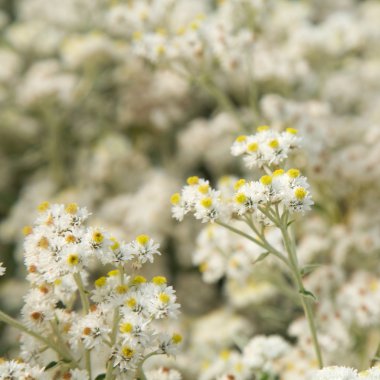 Anaphalis (Pearly everlasting) çiçekler arka plan