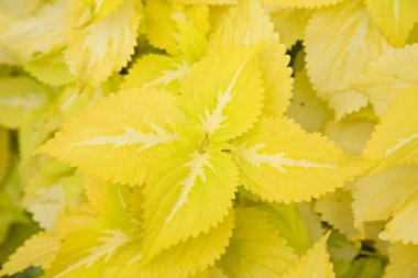 Solenostemon (Coleus dekoratif yeşillik)