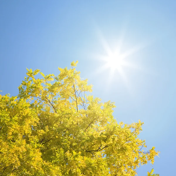 Folhas de outono com sol brilhando — Fotografia de Stock