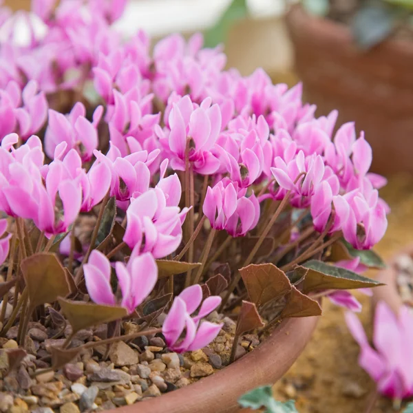 stock image Cyclamen graecum (greek cyclamen)