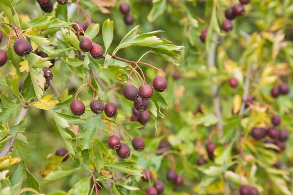 Hawthorn (Crataegus) berries — Stock Photo, Image