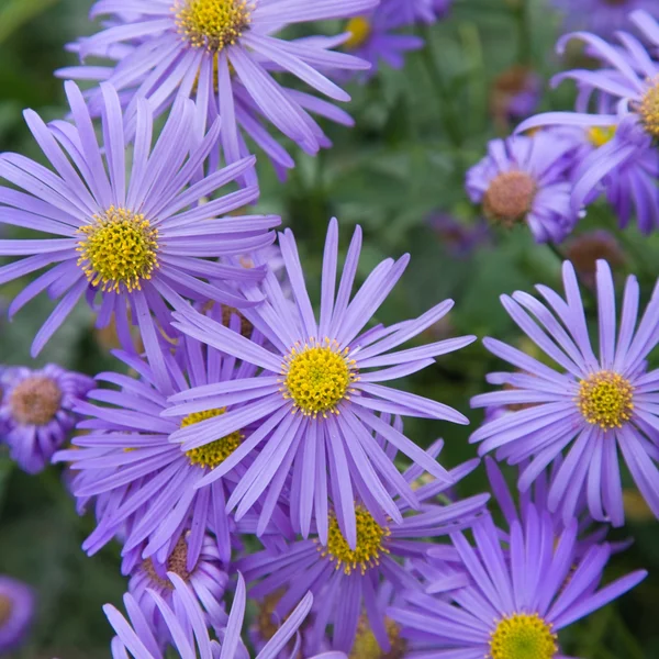 Lilac-colored autumn asters square background — Stock Photo, Image