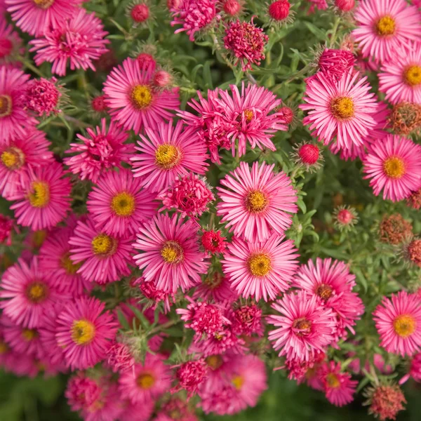 Bright pink autumn asters background — Stock Photo, Image