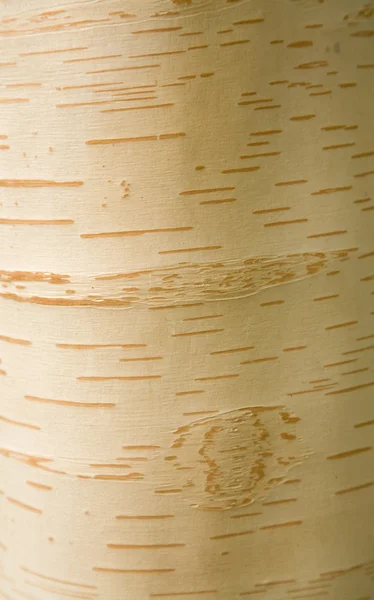 Betula (Björk) bark bakgrund — Stockfoto