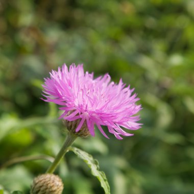 pembe Bahçe Peygamber Çiçeği