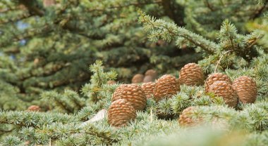 Cedrus deodara cones (Deodar Cedar, Himalayan Cedar, or Deodar) clipart