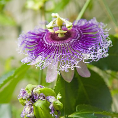 Passion flower clipart