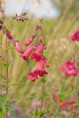 Parlak pembe Penstemon (Beard-tongue) çiçek