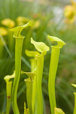 Beautiful group of pitcher plants, a carnivorous plant Sarraceni clipart
